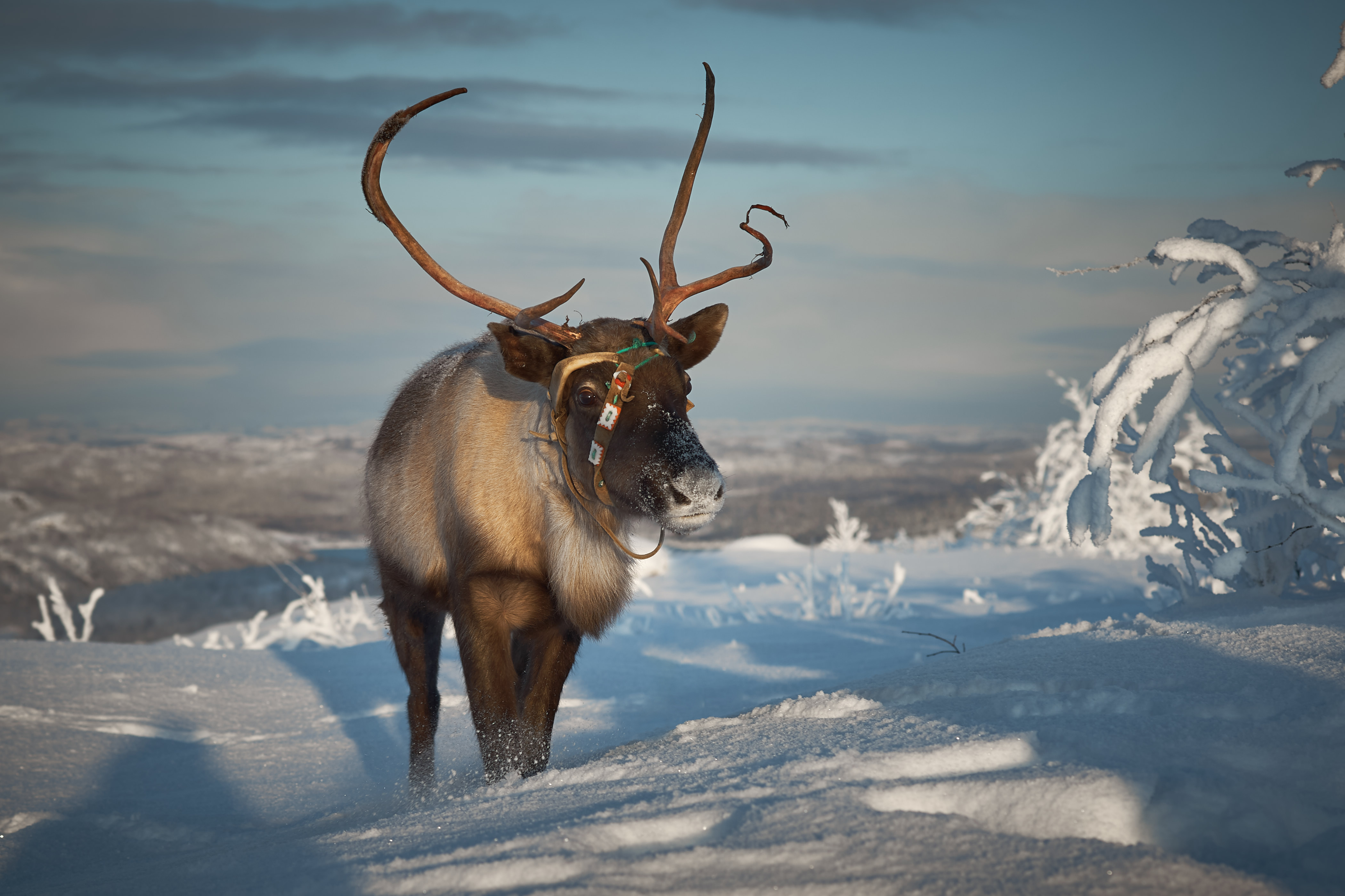 Открытие нового терминала аэропорта Мурманск